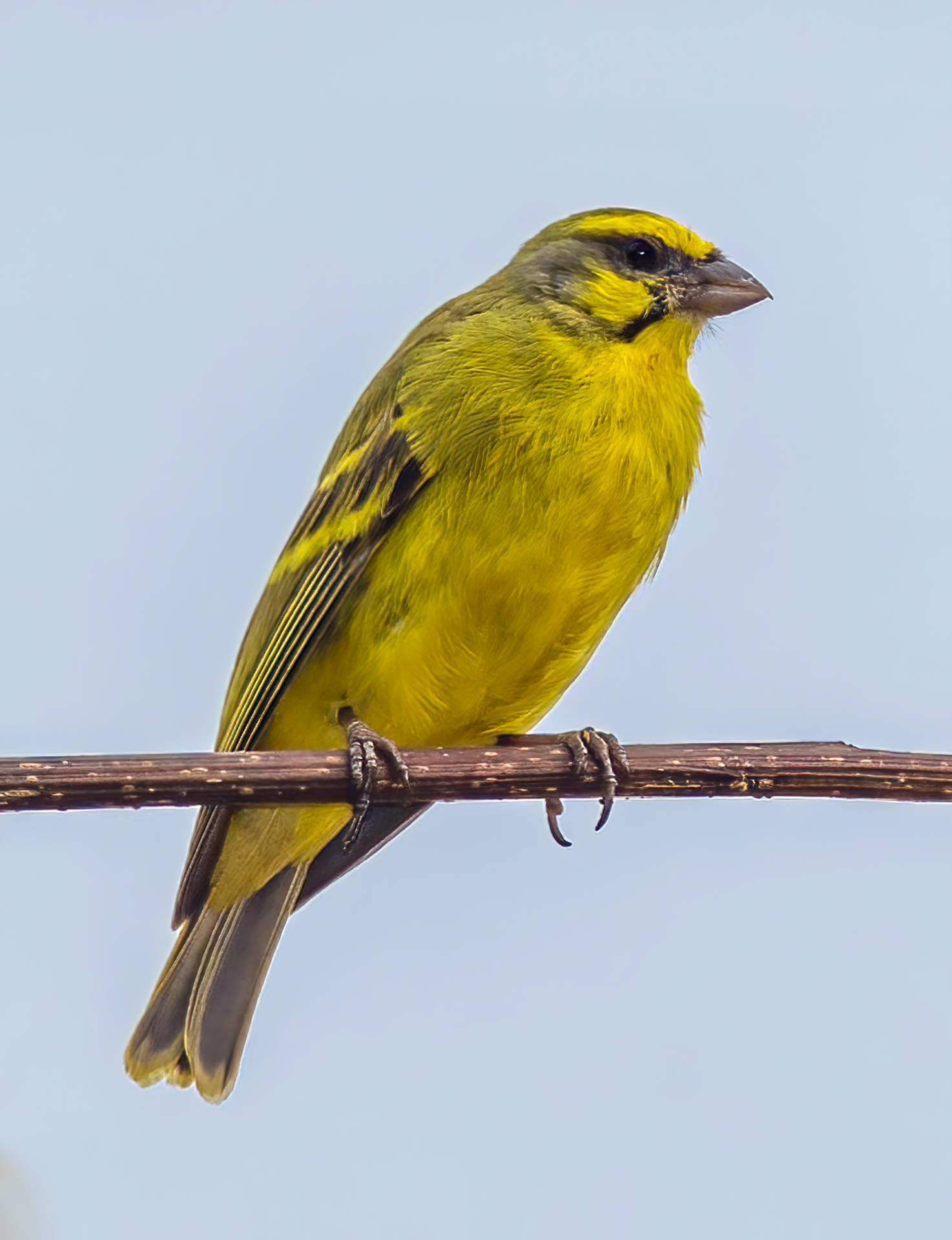 Yellow Factor Canary Bird Observing Wallpaper