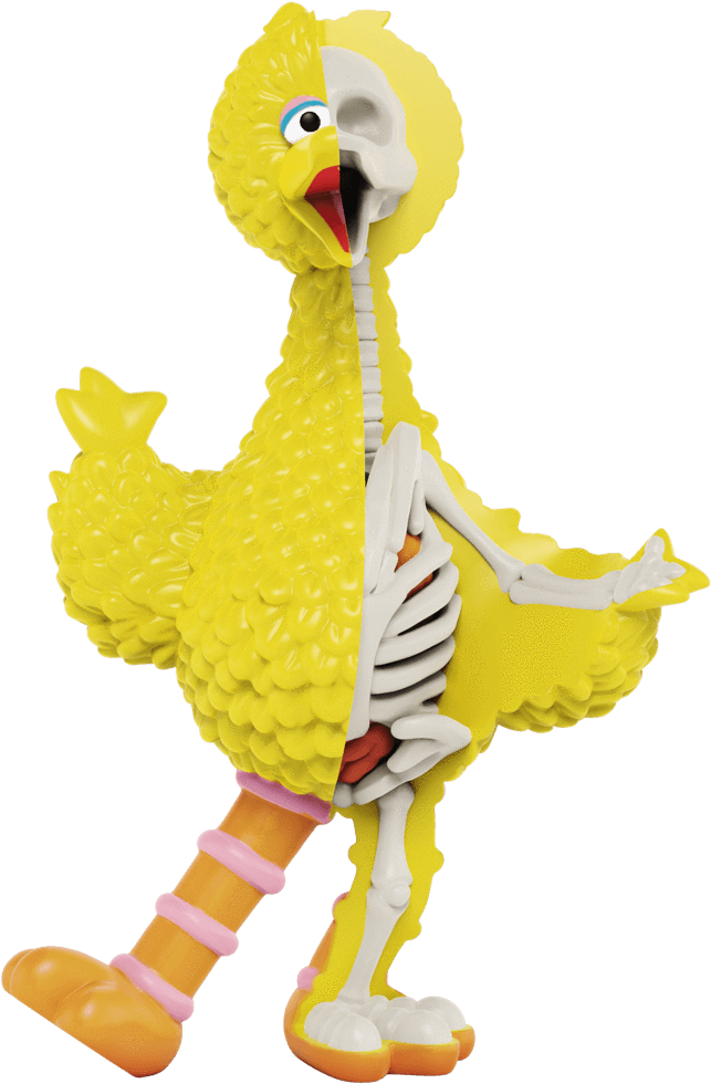Yellow Feathered Character Anatomy Revealed PNG
