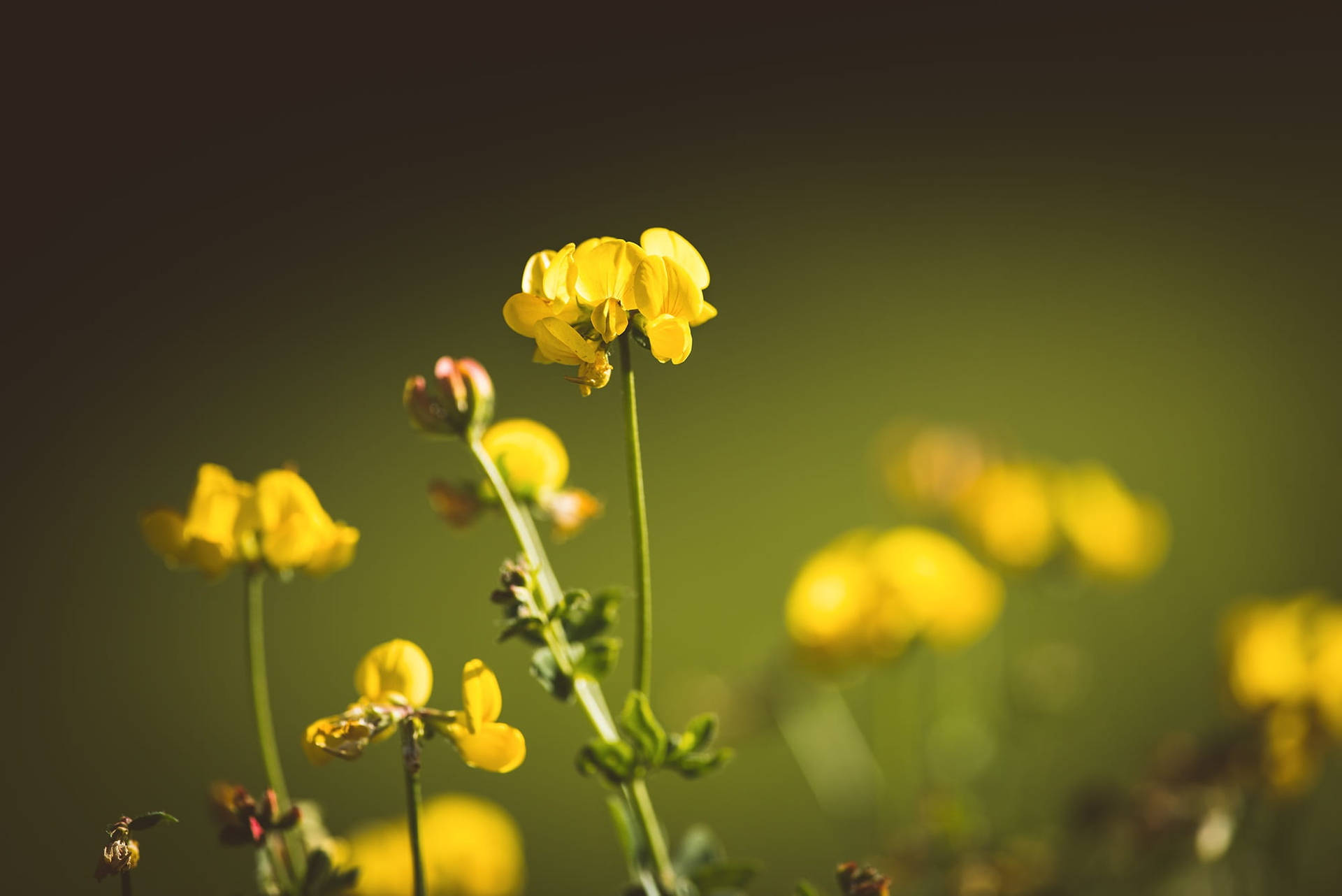 Yellow Fenugreek Flowers Wallpaper