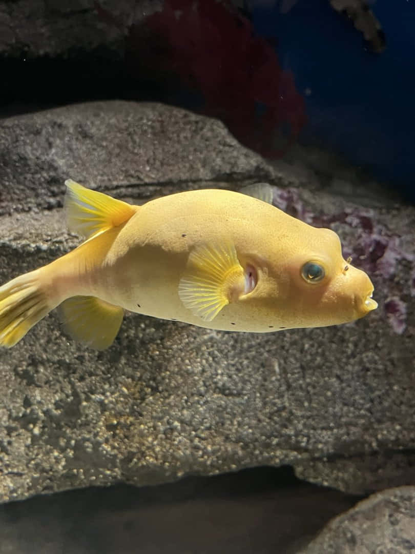 Yellow Fish Aquarium Swimming.jpg Wallpaper