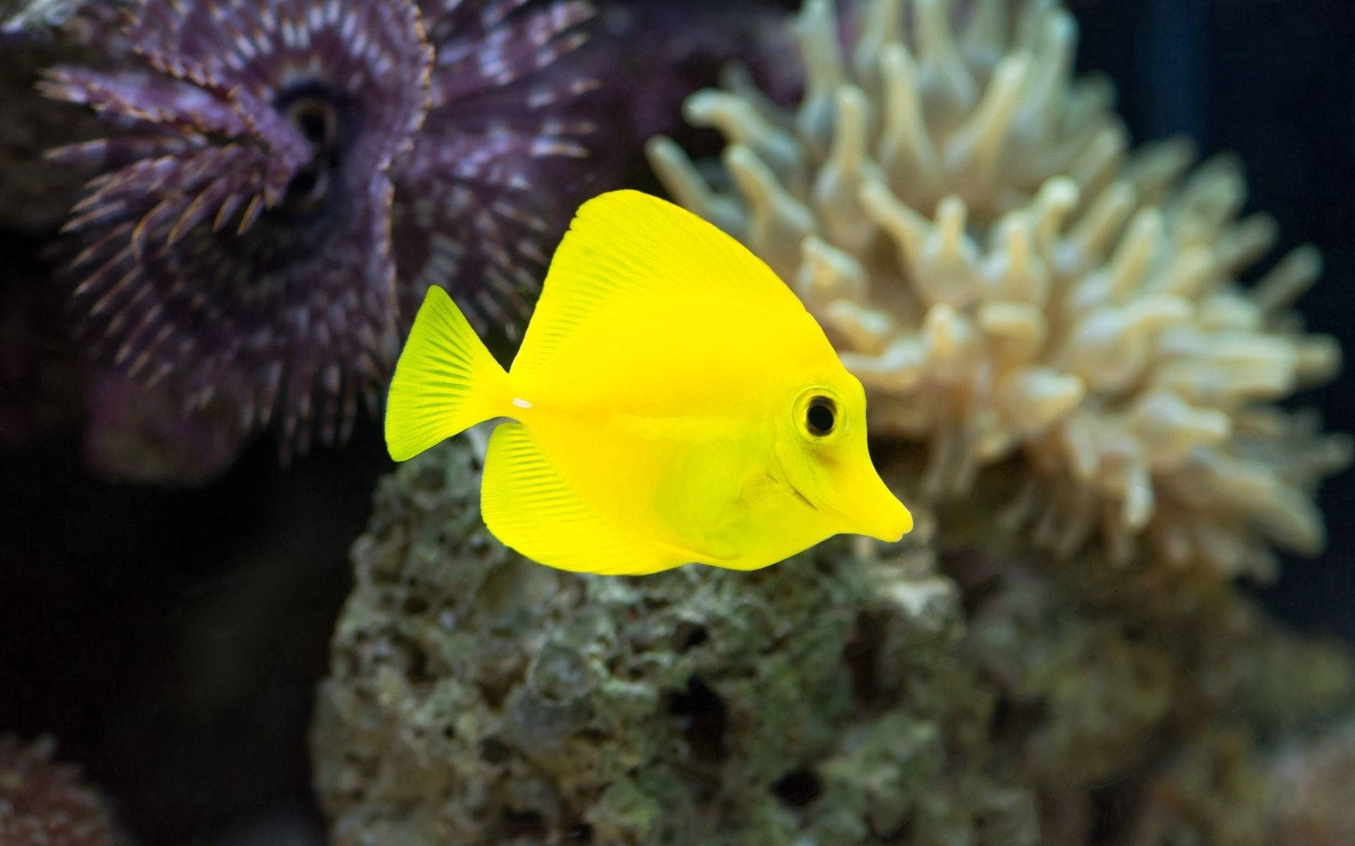 Yellow Fish In The Ocean
