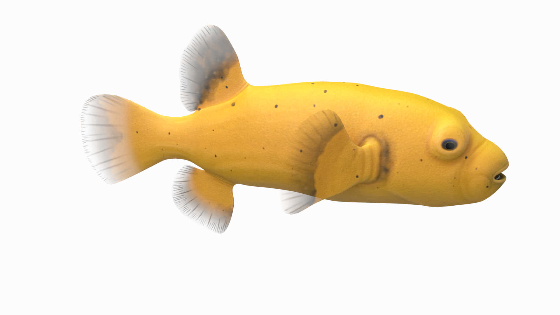 Yellow Fish Isolated Background Wallpaper