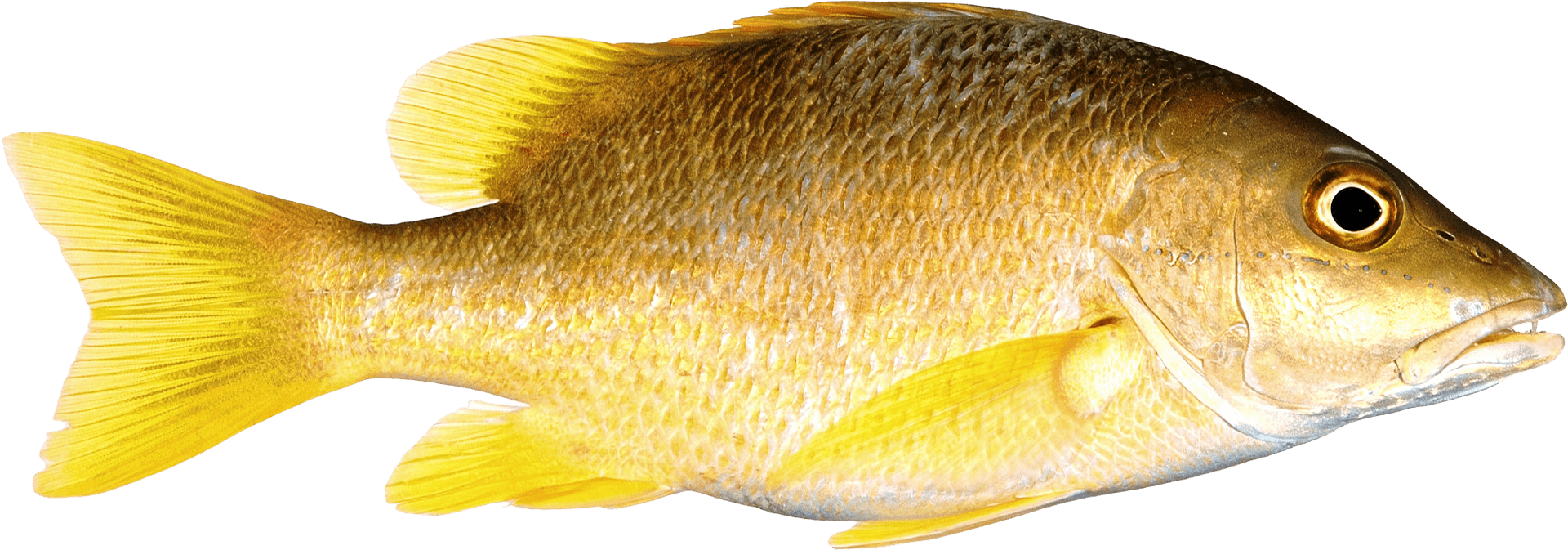 Yellow Fish Isolatedon Transparent Background.png PNG