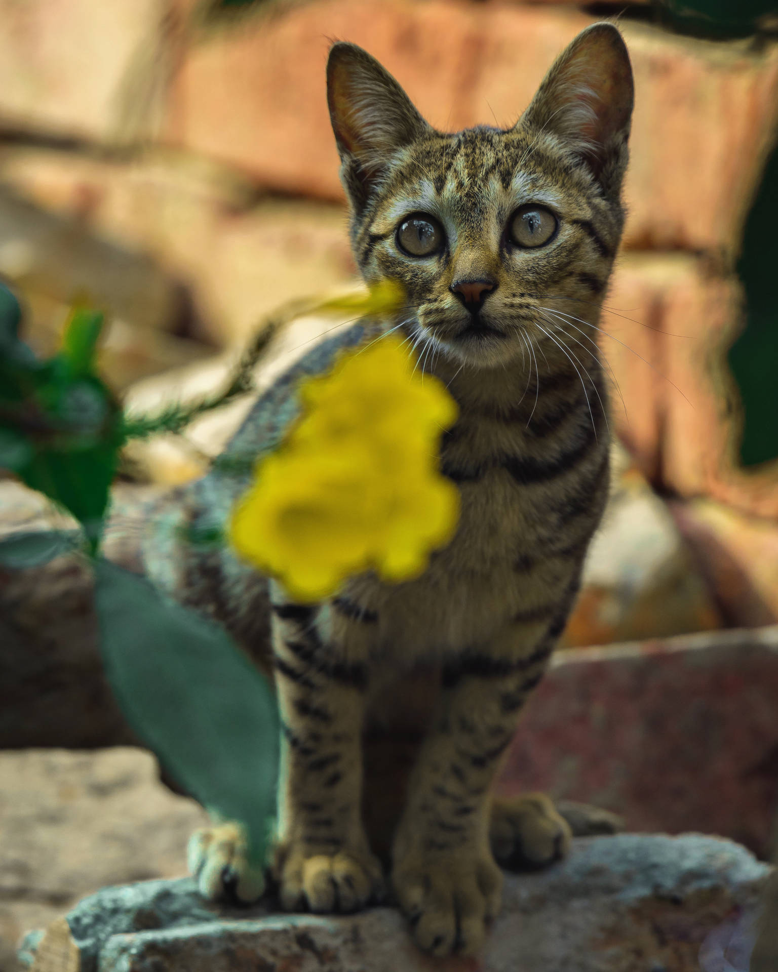 Yellow Flower Cute Cat Hd Wallpaper