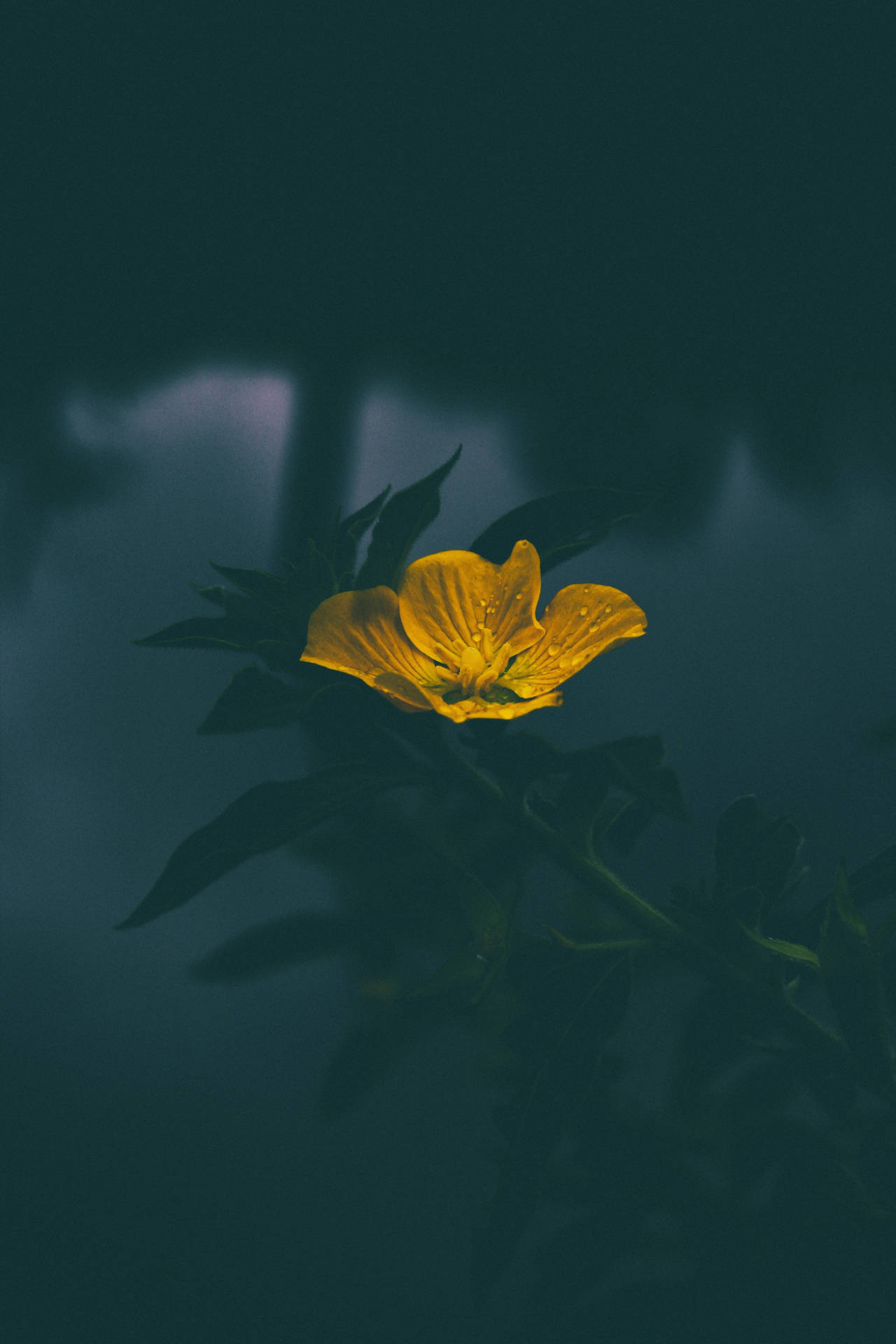 A bright and cheery yellow flower against a blurred gray background. Wallpaper