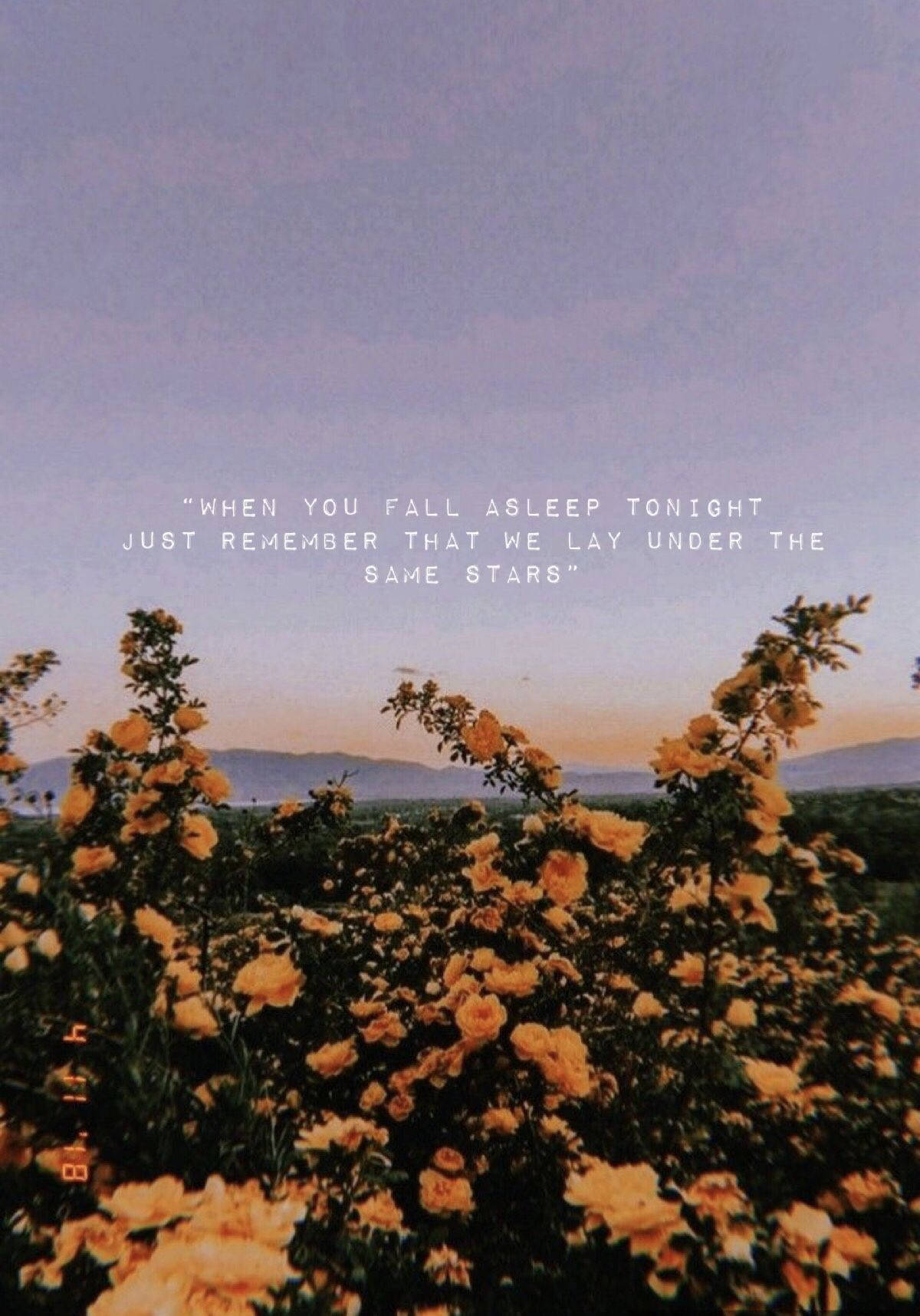 Yellow Flower Field Aesthetic Tumblr Quotes Wallpaper