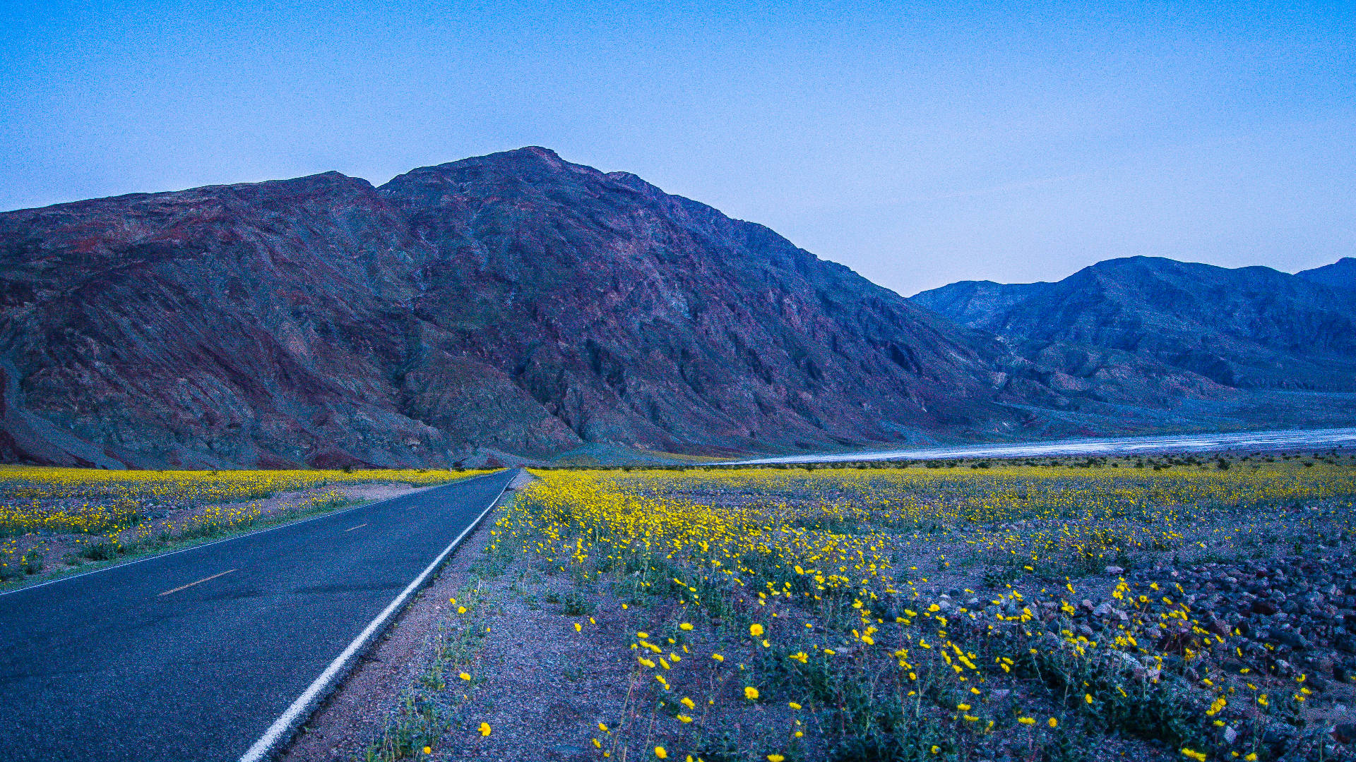 Campode Flores Amarillas En Death Valley. Fondo de pantalla
