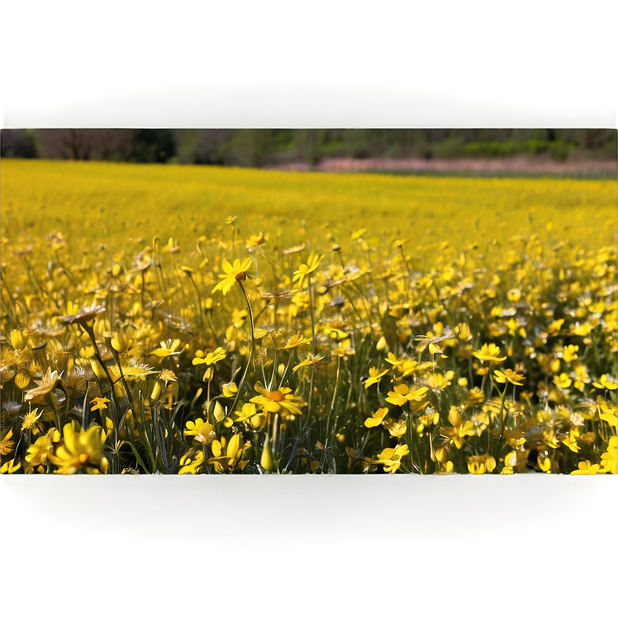 Yellow Flower Field Png Xje PNG