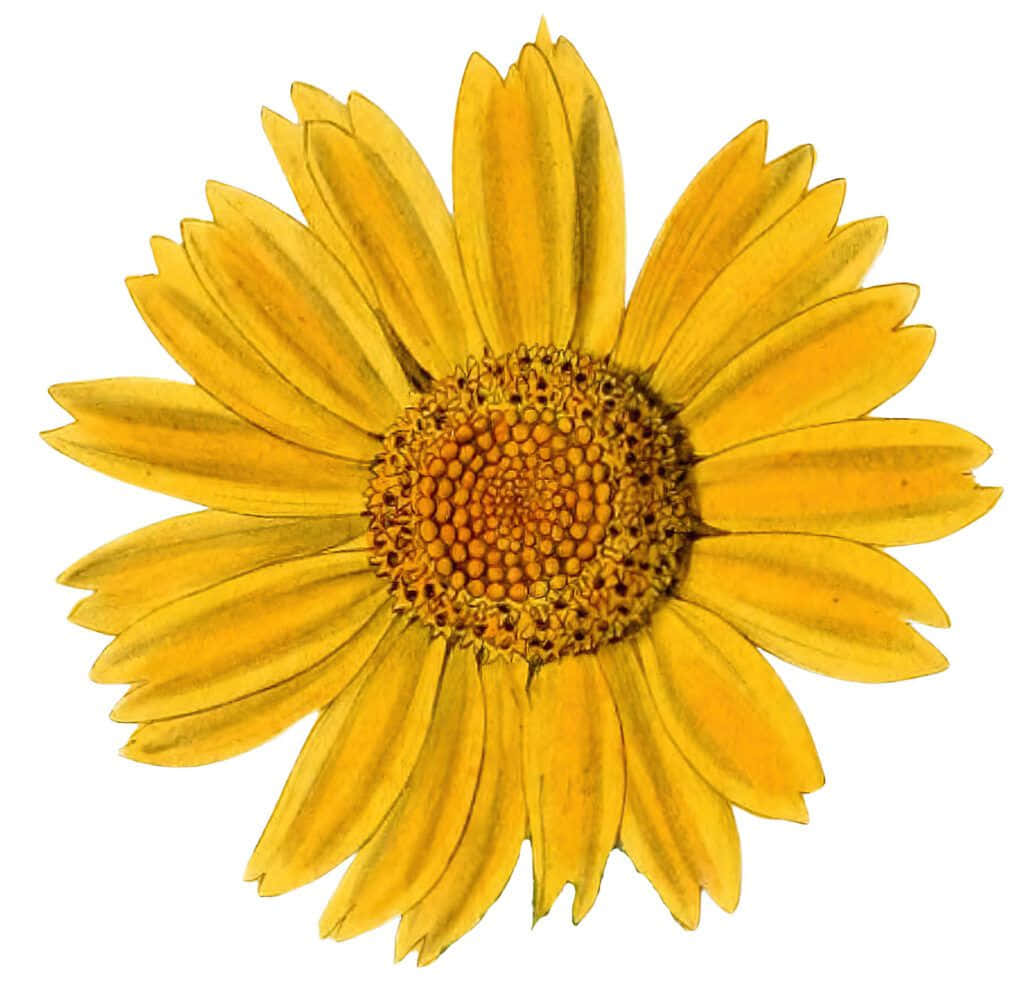 Sunflower Yellow Flower On White Background Picture