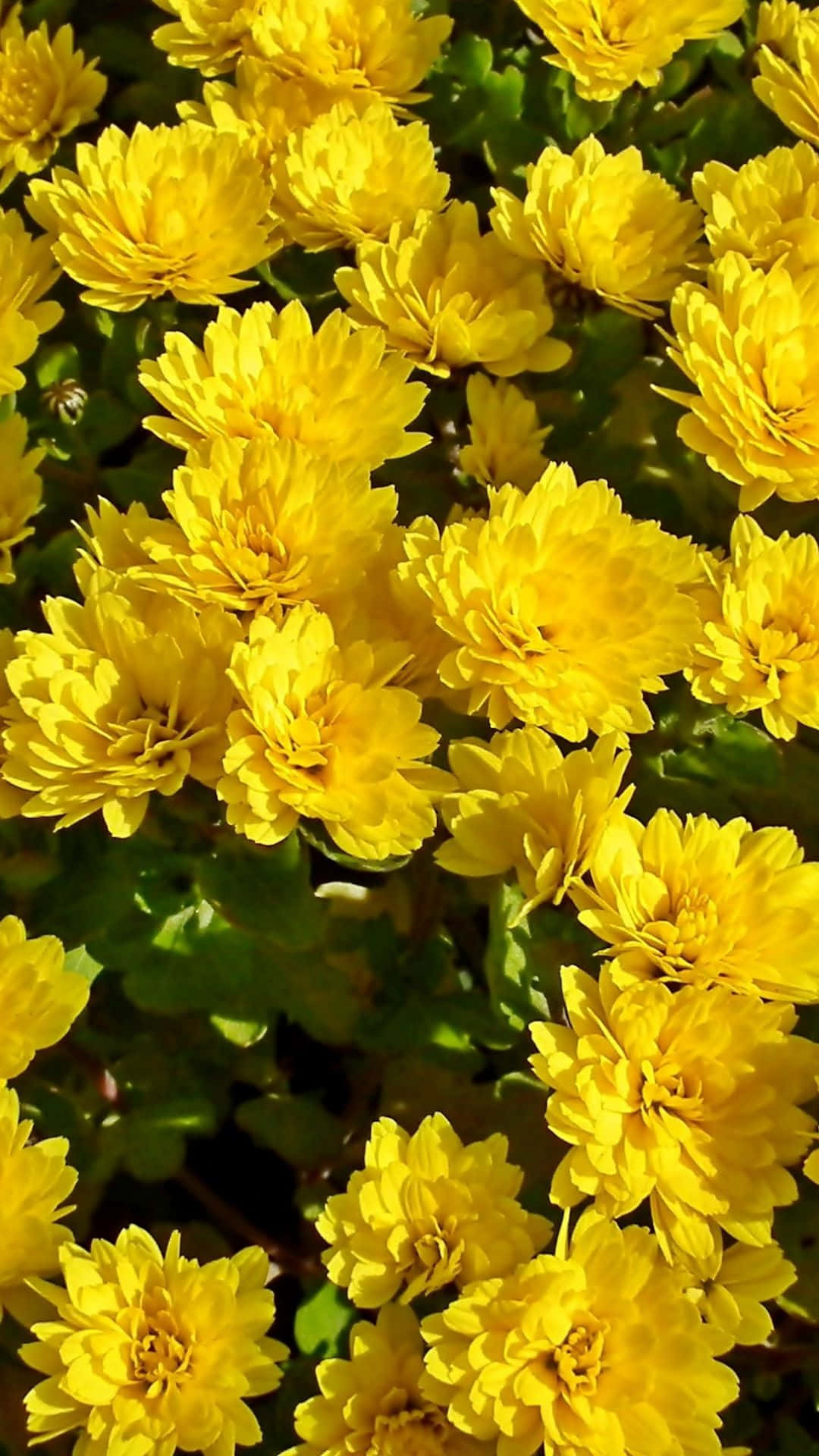 Enuppsättning Bilder På Chrysanthemum-gula Blommor.