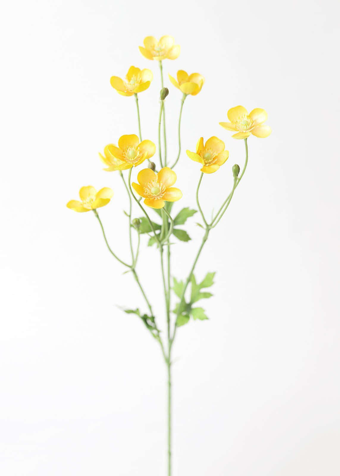Artificial Buttercup Yellow Flower Picture