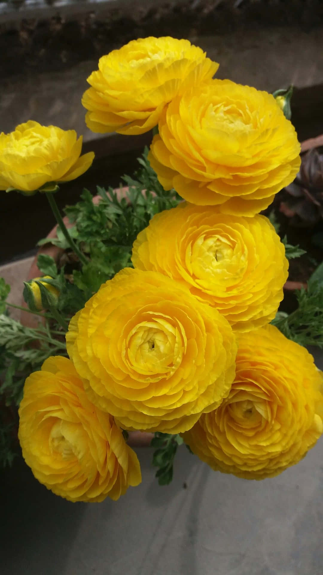 Persian Buttercup Yellow Flower Picture