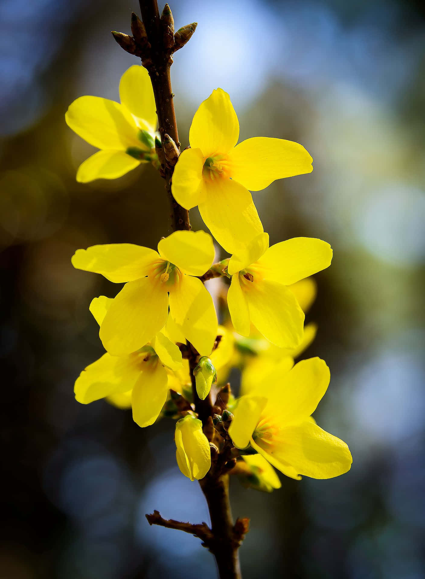 Weeping Forsythia Yellow Flower Picture