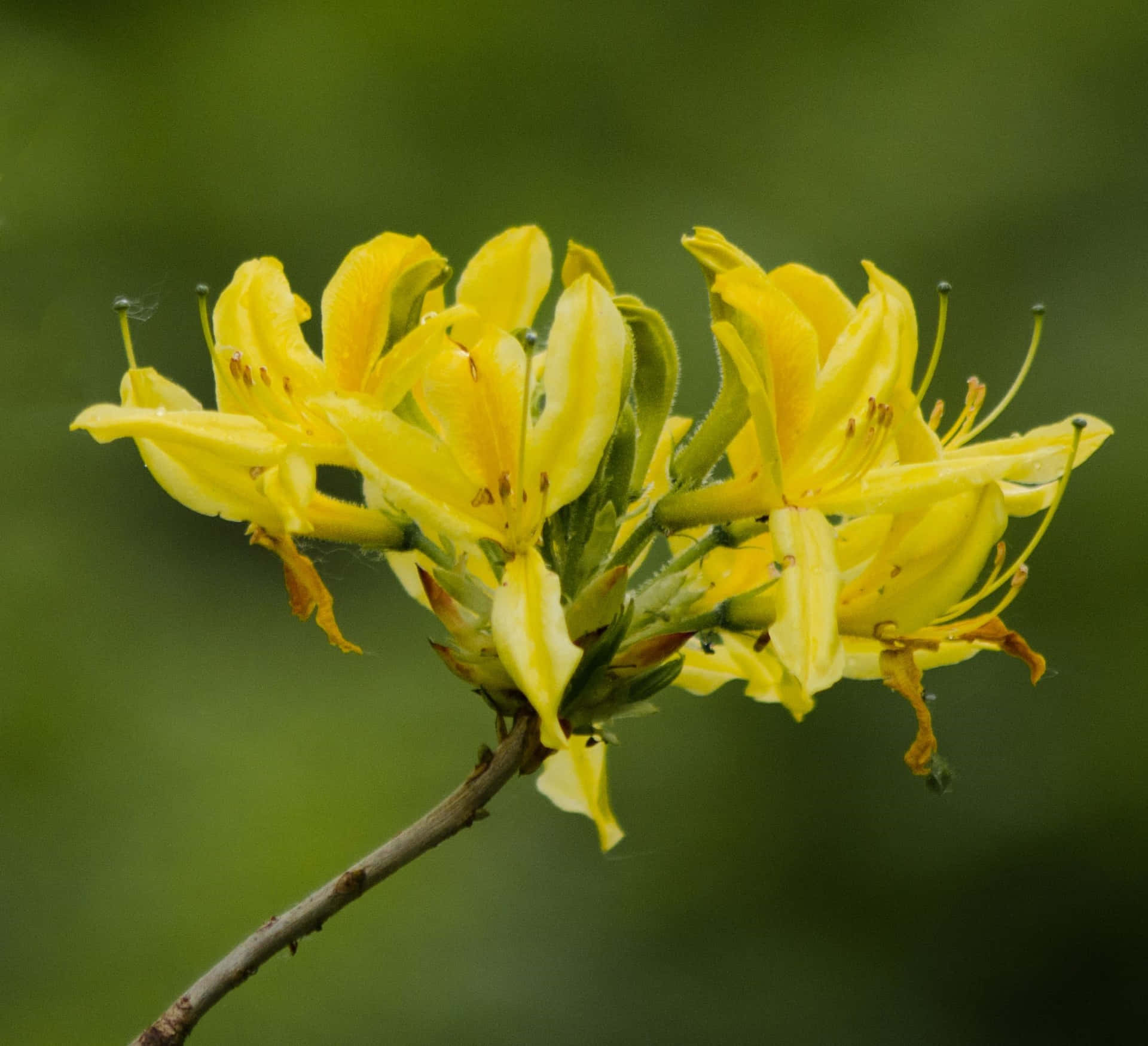 Beautiful Azalea Yellow Flower Picture