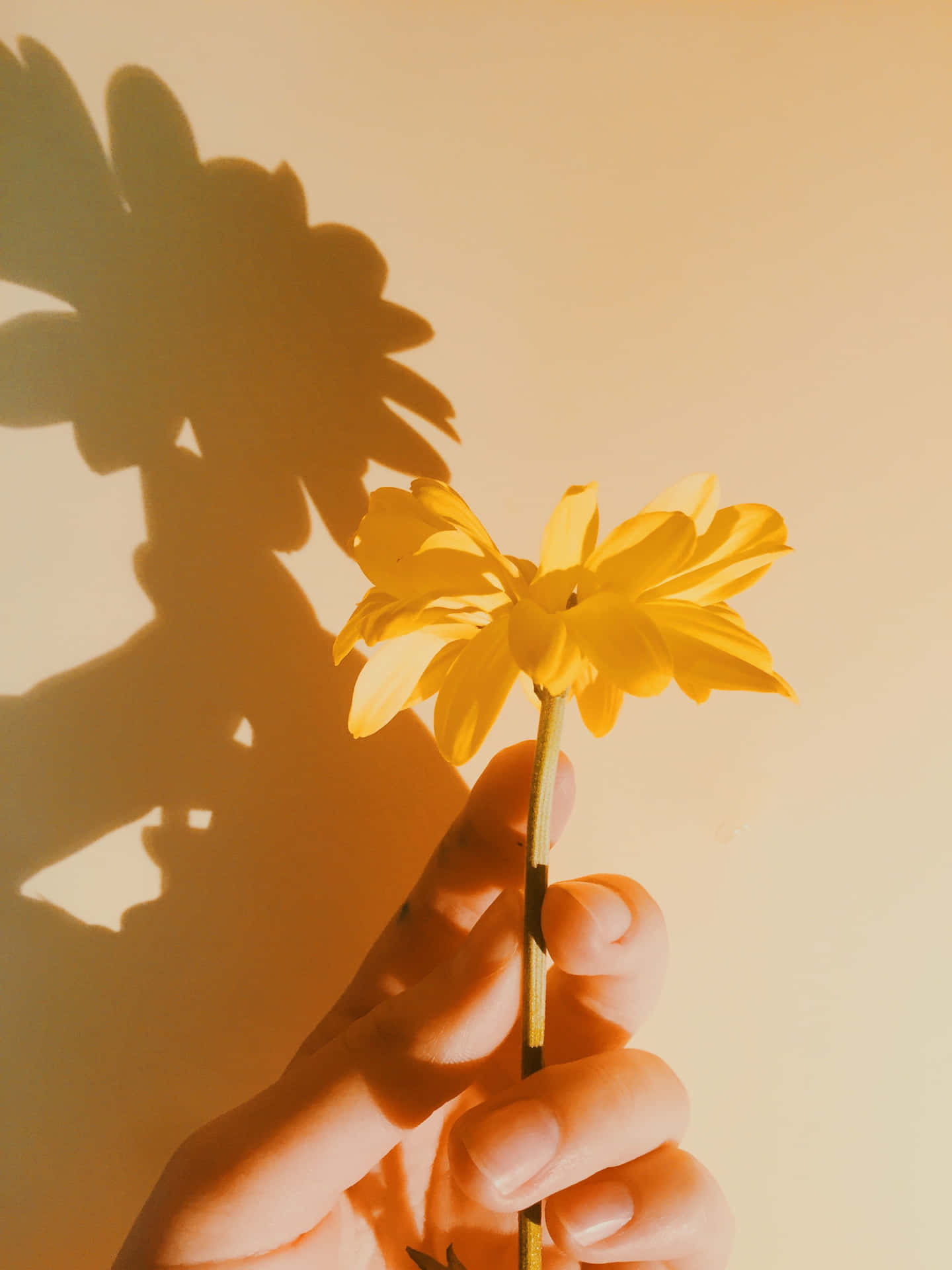 Imagende Sombra Estética De Una Flor Amarilla