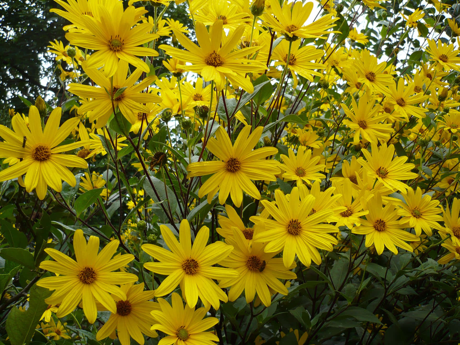 Beautiful Yellow Flower Plant Picture