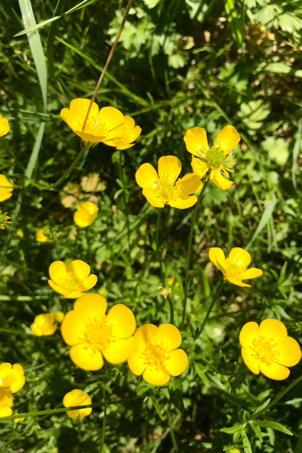 Yellow Flower With Grass Picture