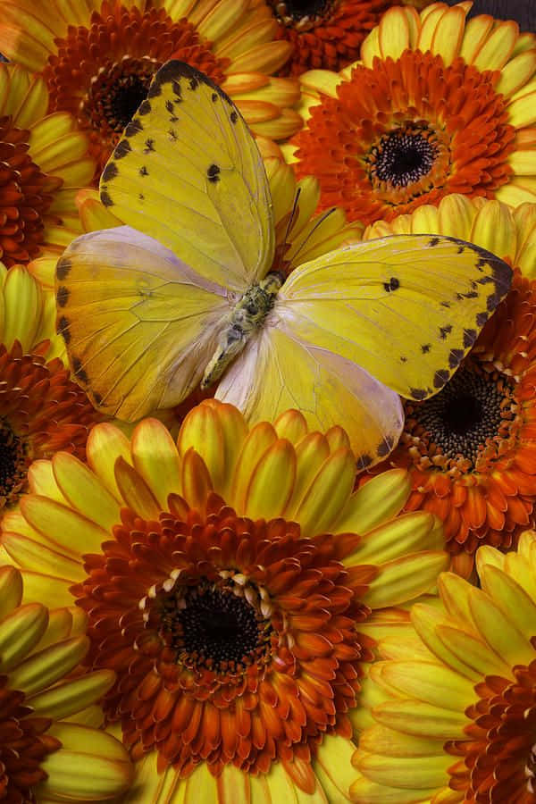 Yellow Flower With Butterfly Picture