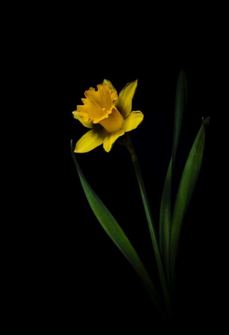 Daffodil Yellow Flower In Dark Picture