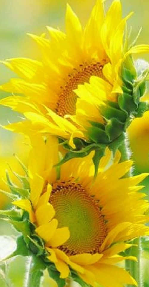 Two Sunflowers Yellow Flower Picture
