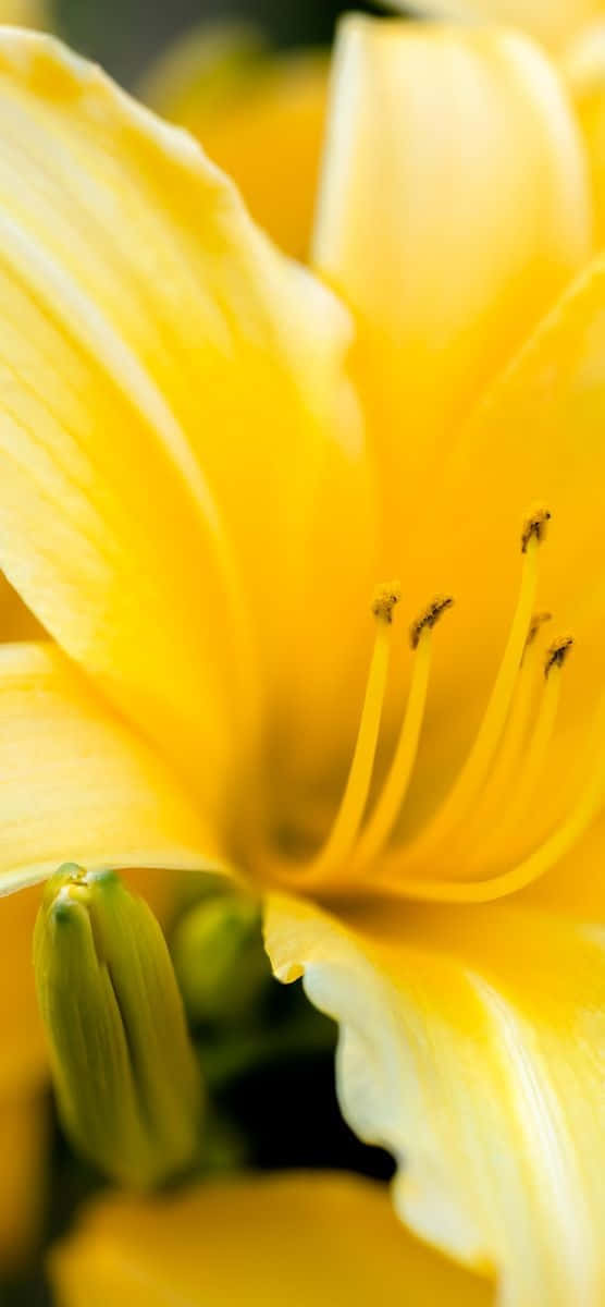 Yellow Flower Macro Shot Picture