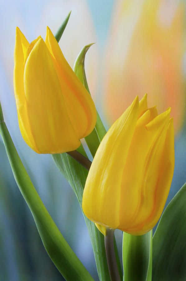 Imagende Una Flor Amarilla De Tulipán Con Hojas.