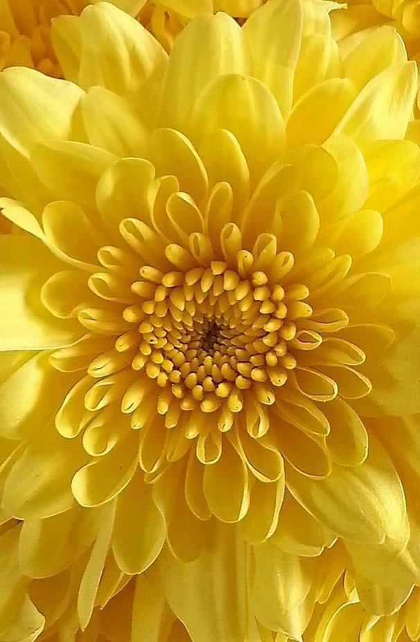 Yellow Flower Petal Pattern Picture