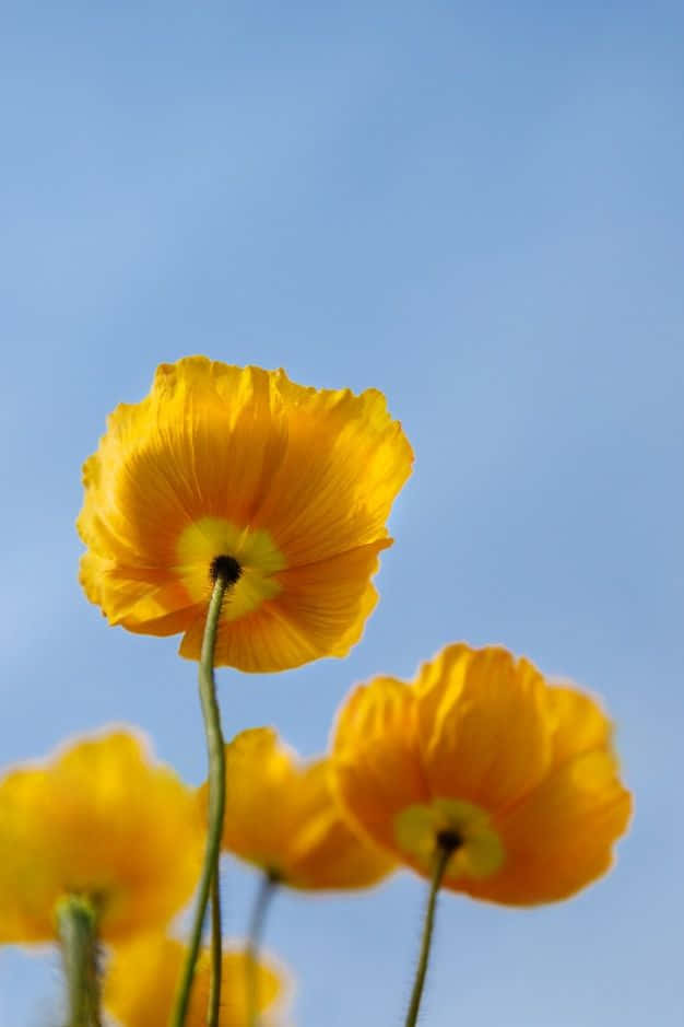 Yellow Flower On Blue Sky Picture