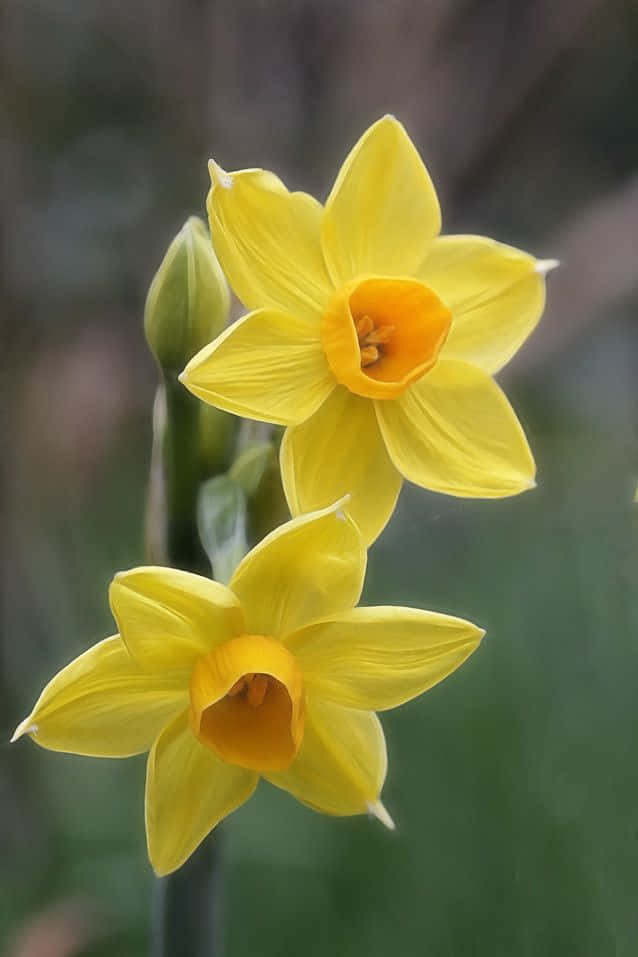 Vackerbild På Gula Narcissus-blommor.