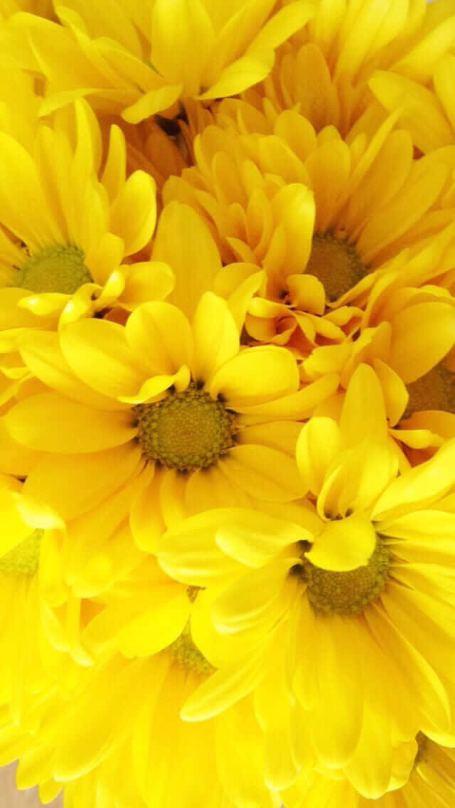 Beautiful Sunflowers Yellow Flower Phone Picture