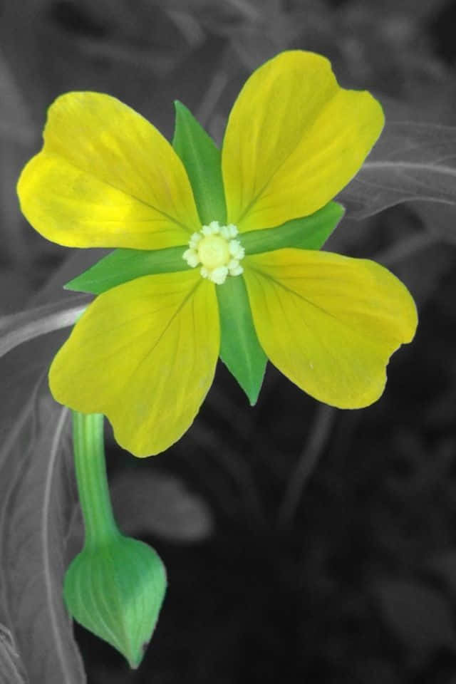 Beautiful Yellow Flower Greyscale Picture