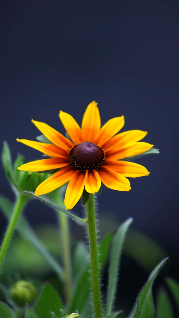 Beautiful Sunflower Yellow Flower Picture
