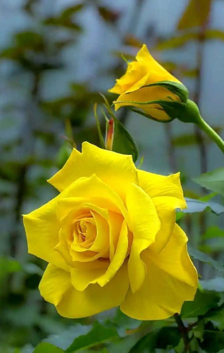 Imagende Una Flor Amarilla De Rosa