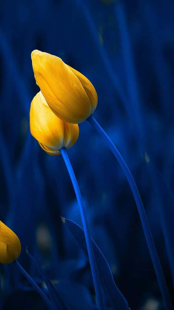 Imagende Una Flor Tulipán Azul Amarilla.