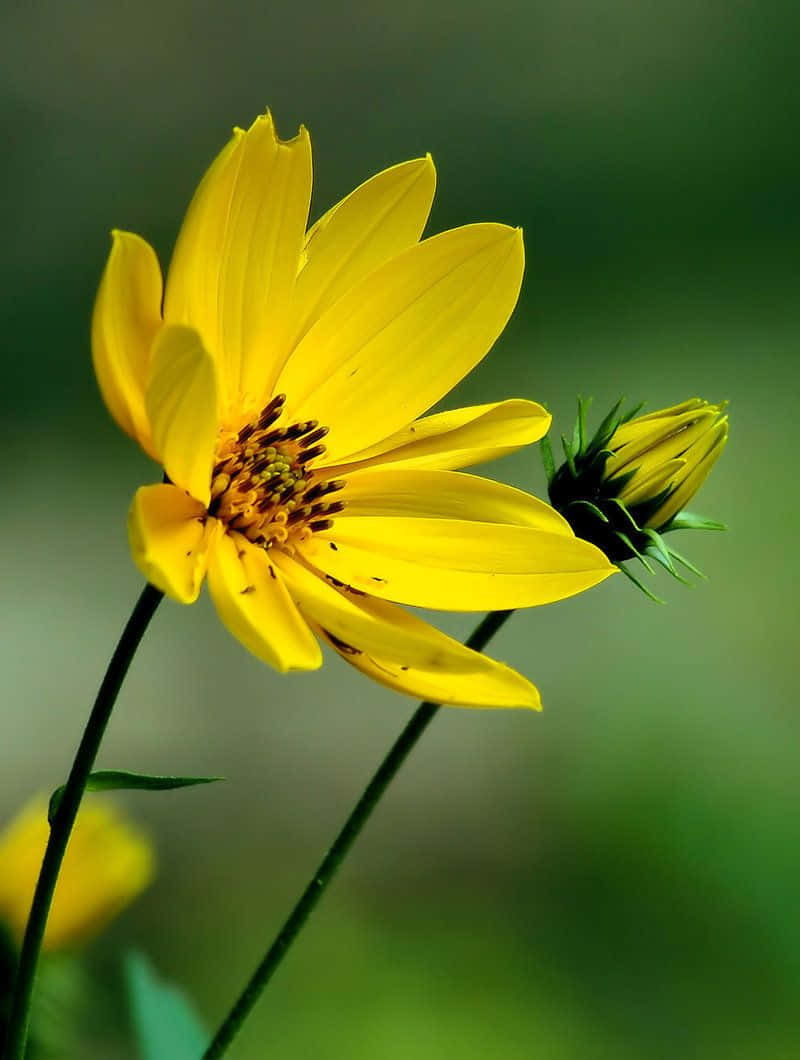 Yellow Flower On Blurred Green Background Picture