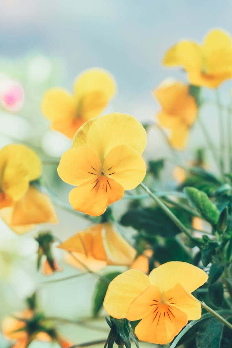 Cute Pansy Yellow Flower Picture