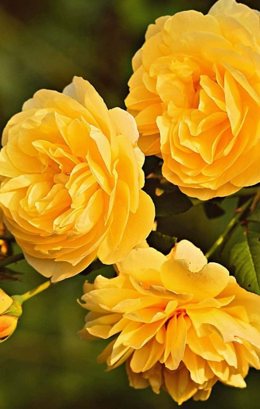 Golden Yellow Flower Rose Picture