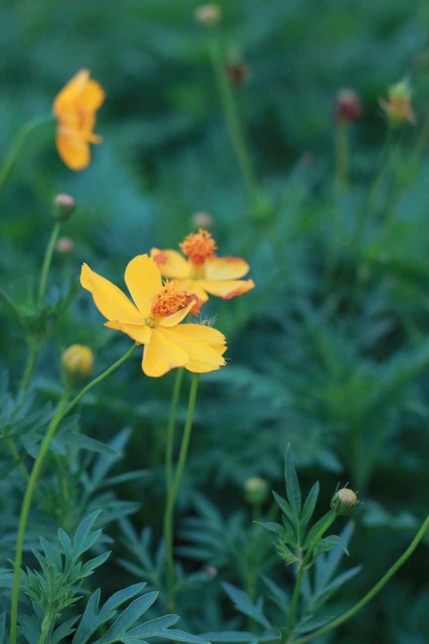 Yellow Flower Cosmos With Grass Picture