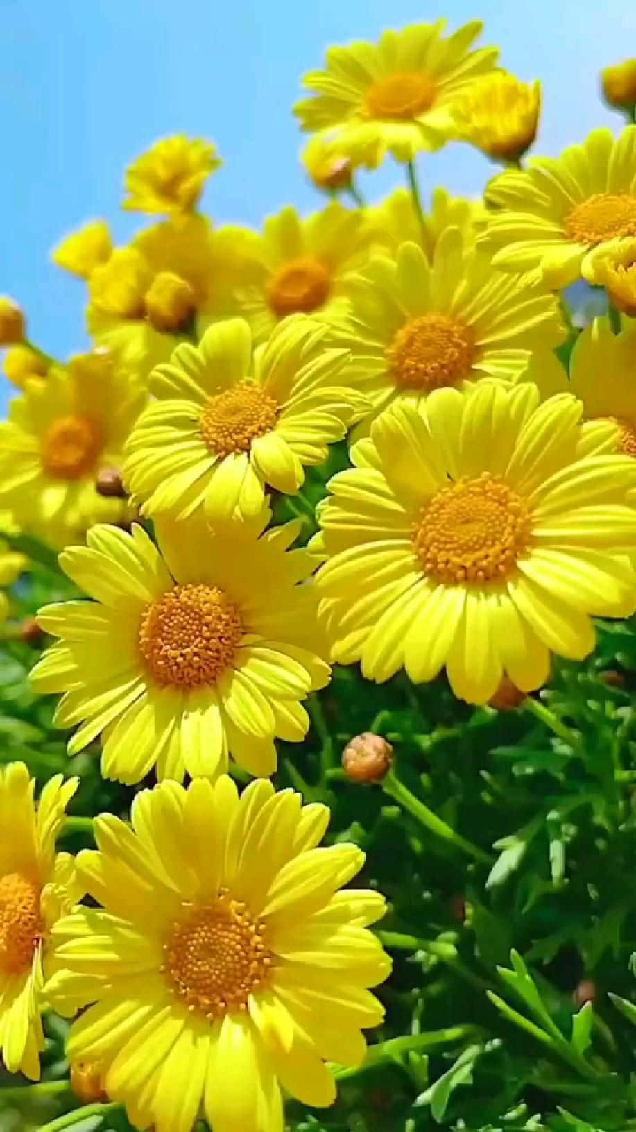 Vivid Sunflower Yellow Flower Picture