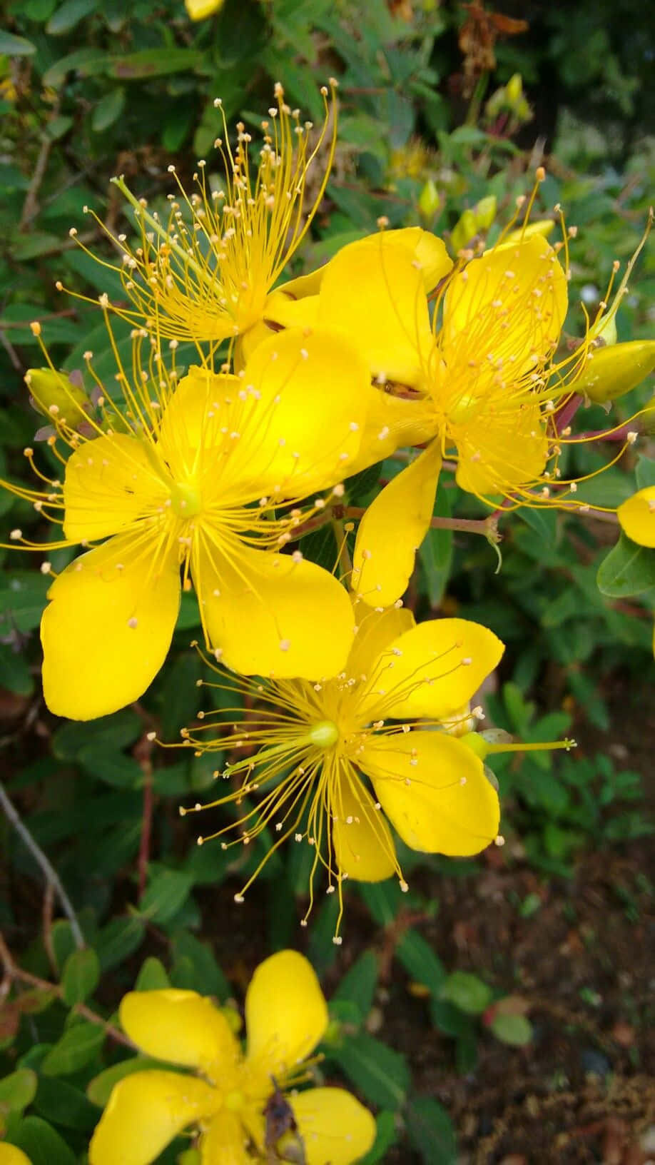 Yellow Flower With Long Nectars Picture