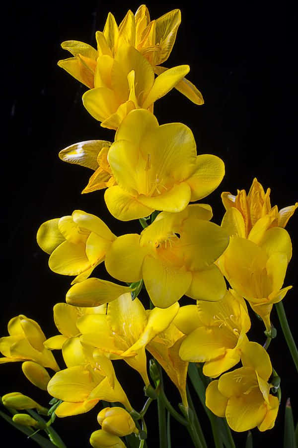 Freesia Yellow Flower Black Picture