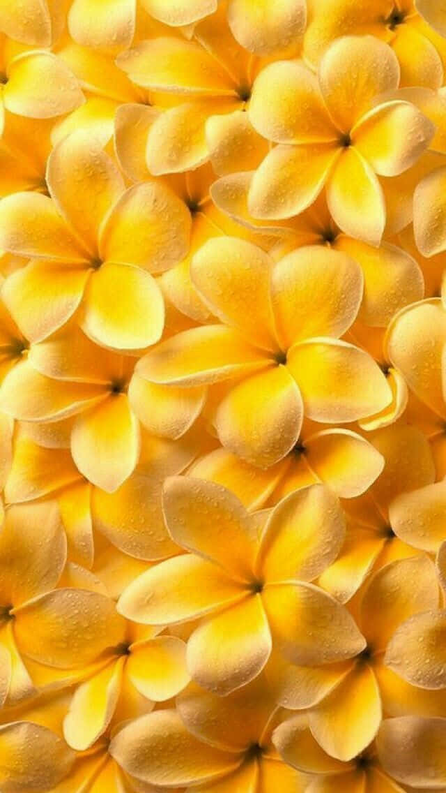 Imagende Flor De Plumeria Amarilla Con Gotas