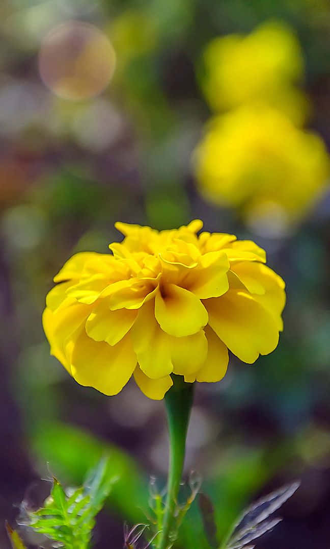 Marigold Yellow Flower Bokeh Picture