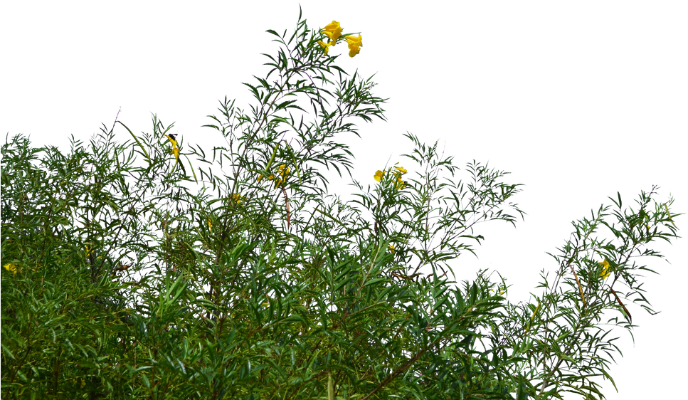 Yellow Flowered Greenery PNG