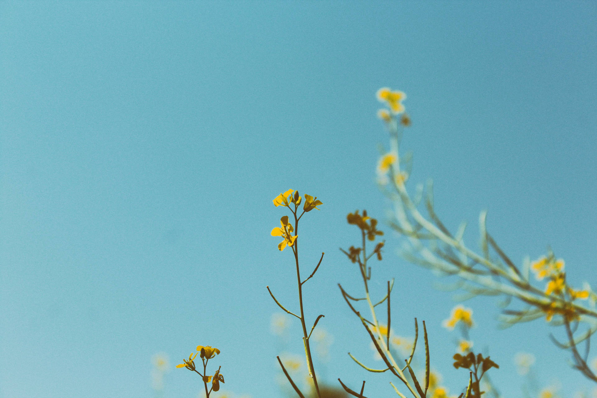Yellow Flowers Under Blue Sky Wallpaper