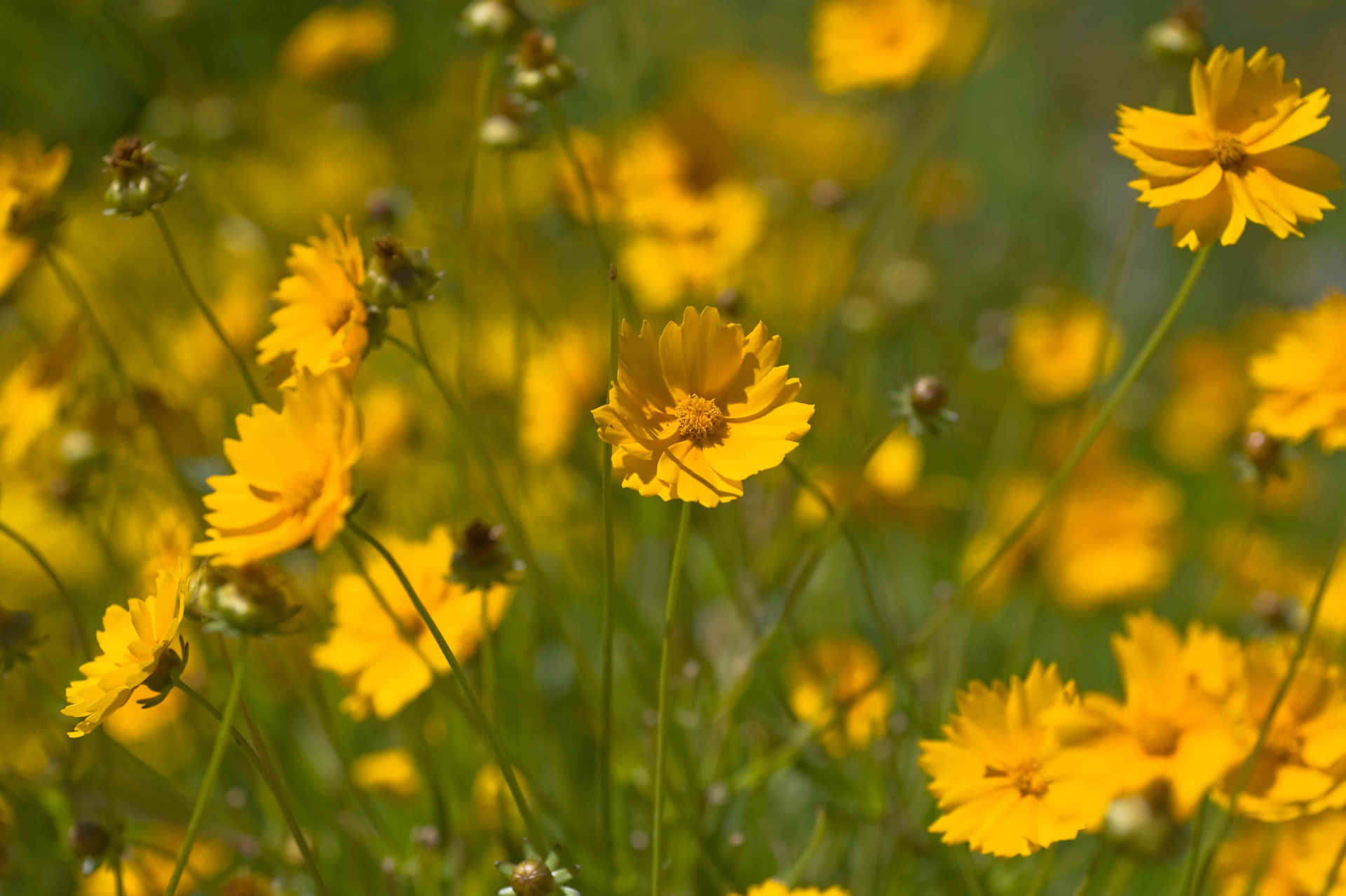 Yellow Flowers With A Perennial Smell On Sunny Day Wallpaper