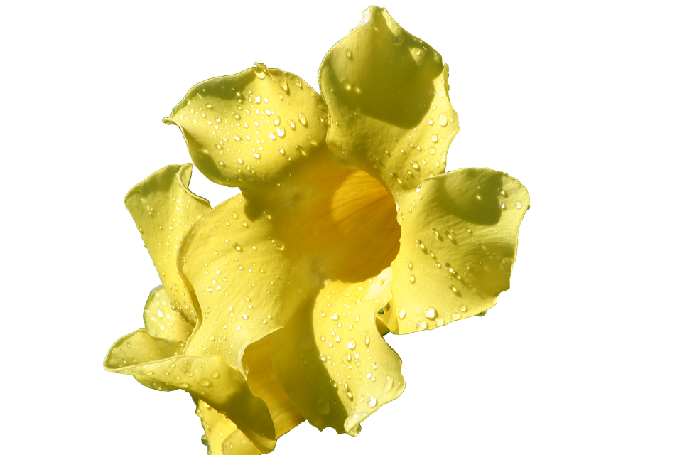 Yellow Flowerwith Water Droplets.png PNG