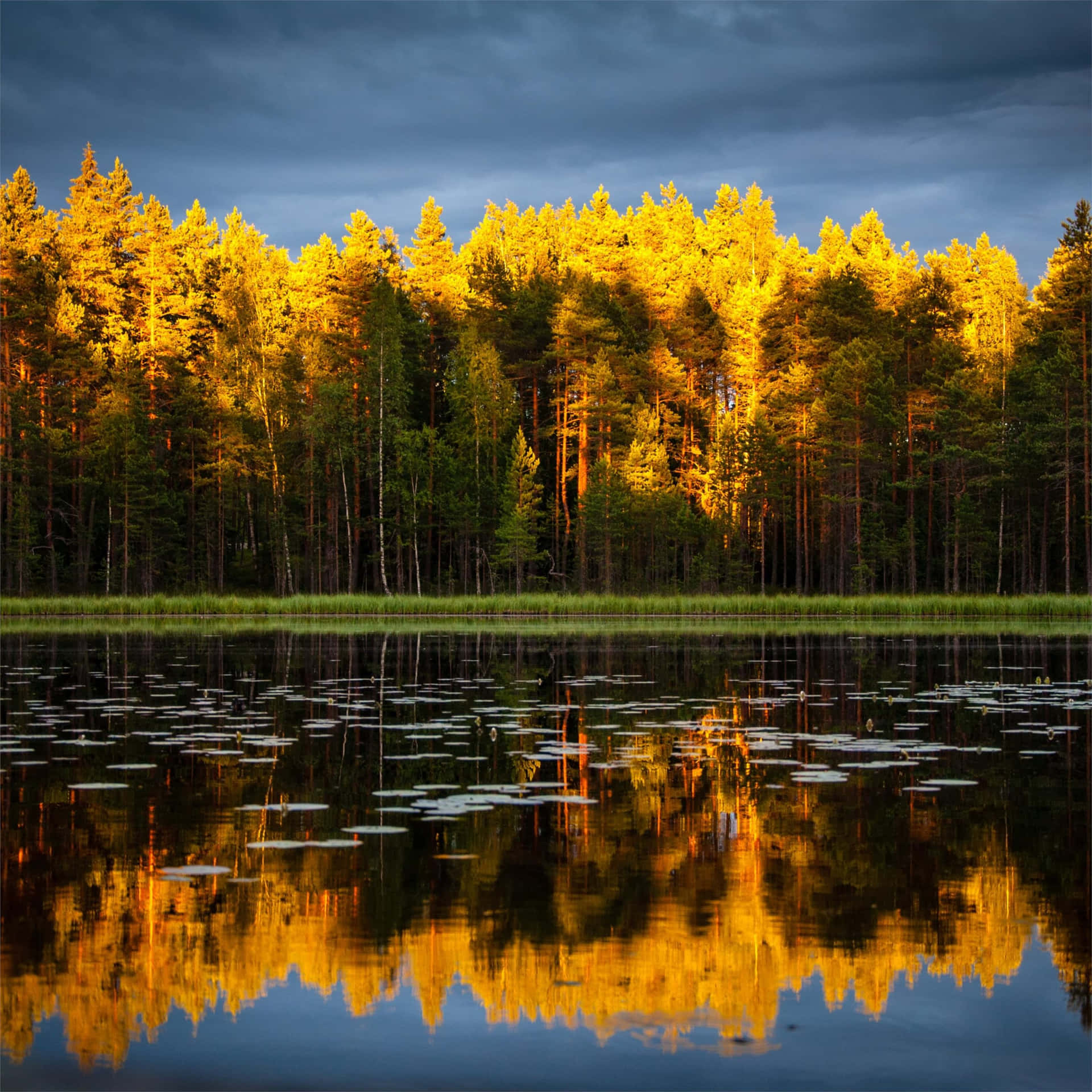 Yellow Forest Lake Ipad Wallpaper
