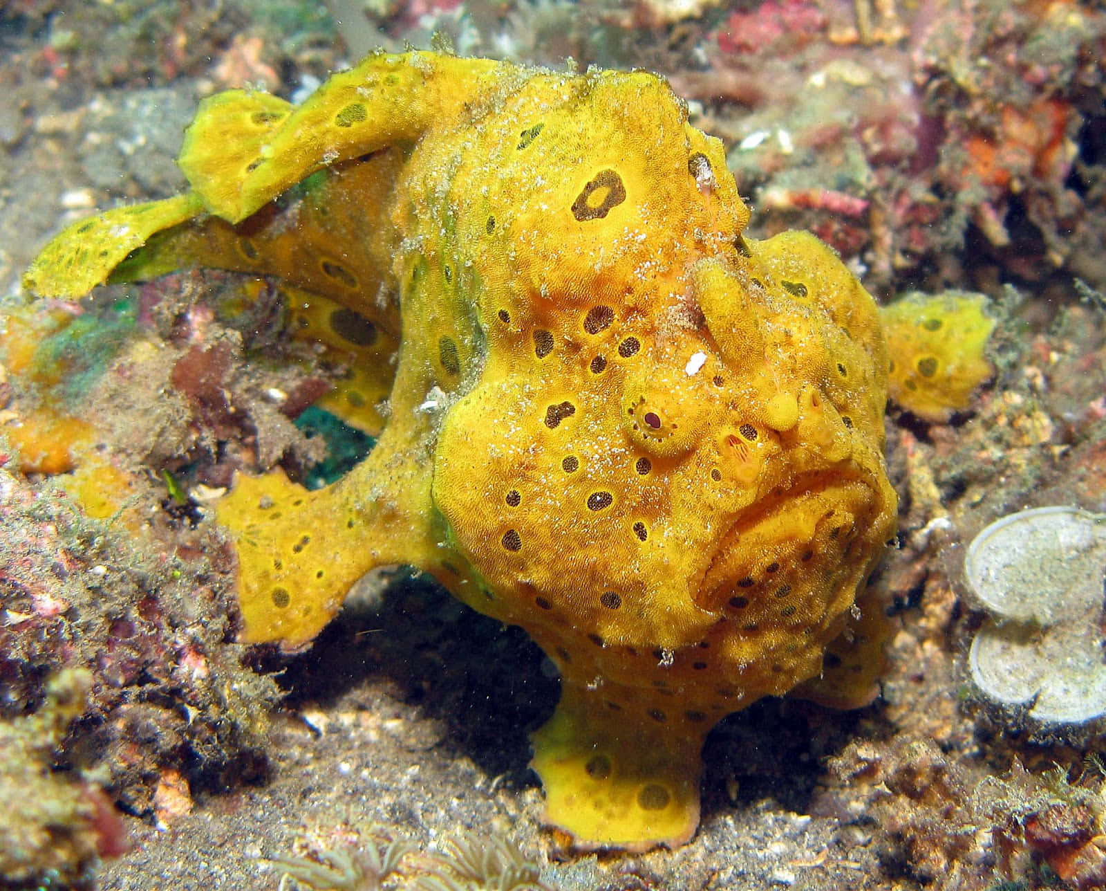 Yellow Frogfish Camouflage Wallpaper