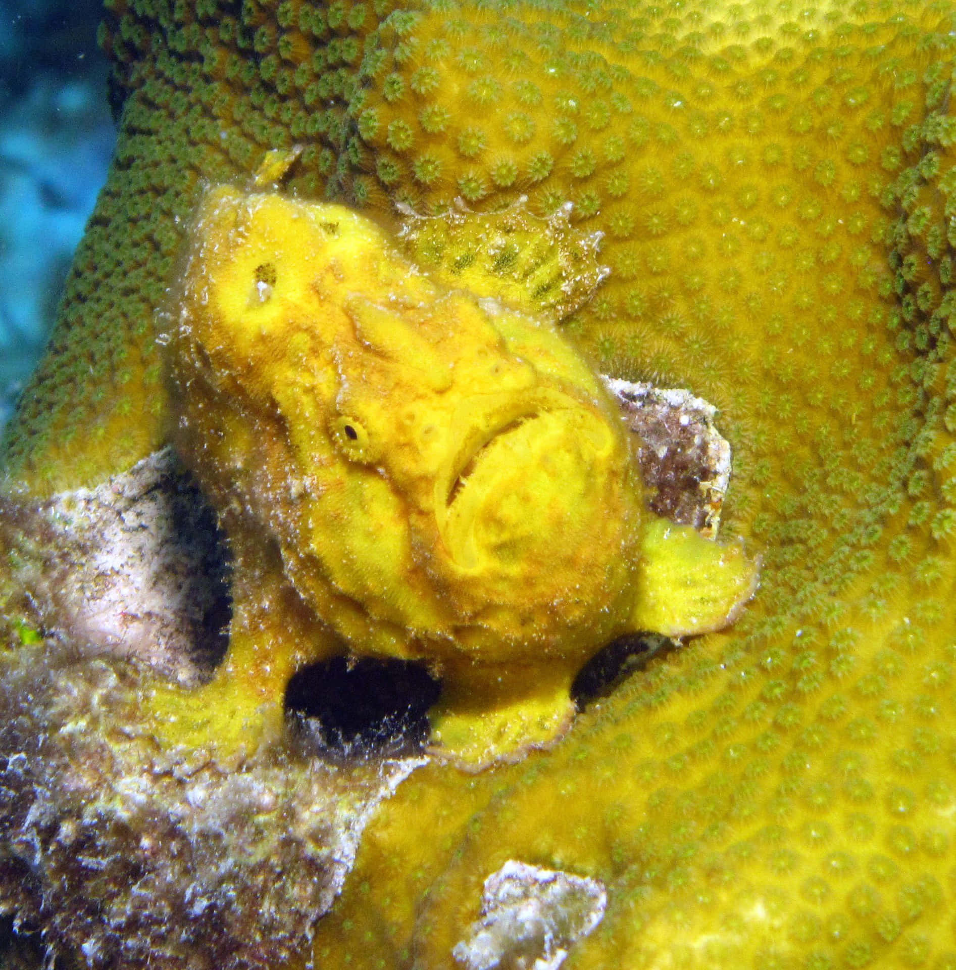 Yellow Frogfish Camouflage Wallpaper